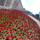Image for article titled 888,246 Handmade Poppies Surround the Tower of London to Commemorate WWI